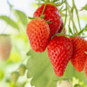 Strawberry, Strawberries, Strawberry plant, Fragaria x anassa