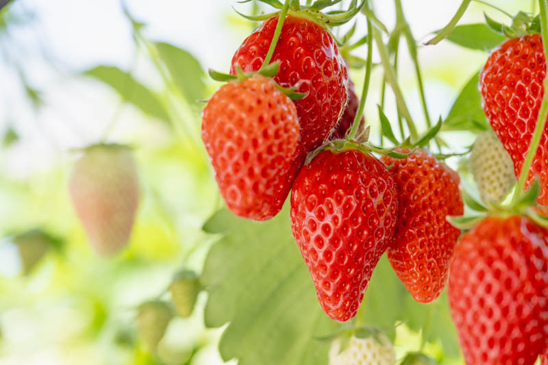 Strawberry, Strawberries, Strawberry plant, Fragaria x anassa