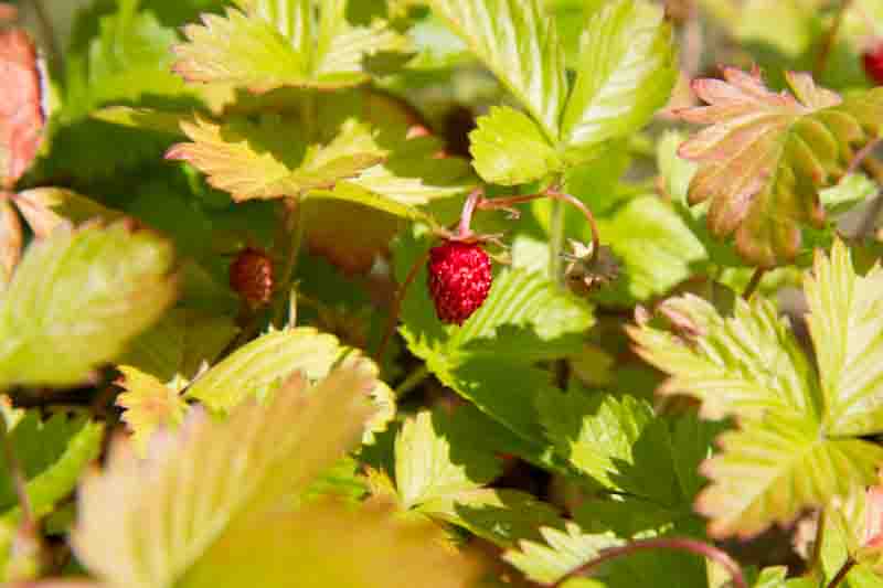 Golden Alexandria Strawberry, Alpine Strawberry, Wild Strawberry, Woodland Strawberry