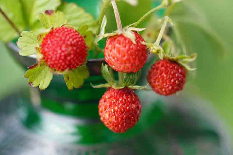 Mignonette Strawberry, Alpine Strawberry, Wild Strawberry, Woodland Strawberry