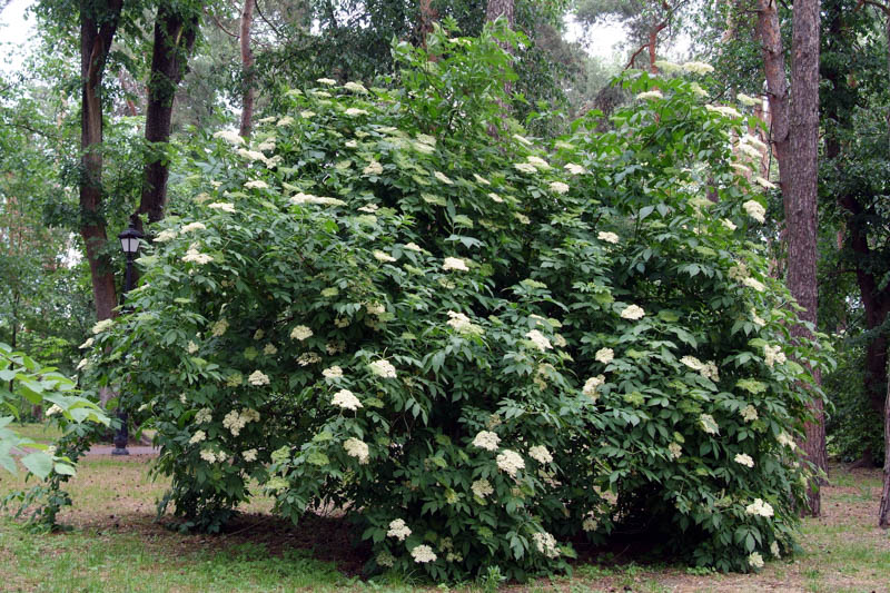 Elderflower, Elderberry, Elder, Black Elderberry, Sambucus nigra