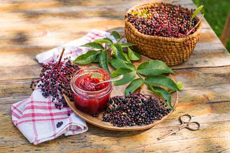 Elderberry jam with fresh ripe berries, sweet and healthy dessert. Making homemade elderberry jam or jelly