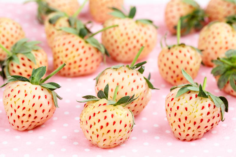 Pineberry, Pineberries, White Strawberries, Fragaria x ananassa
