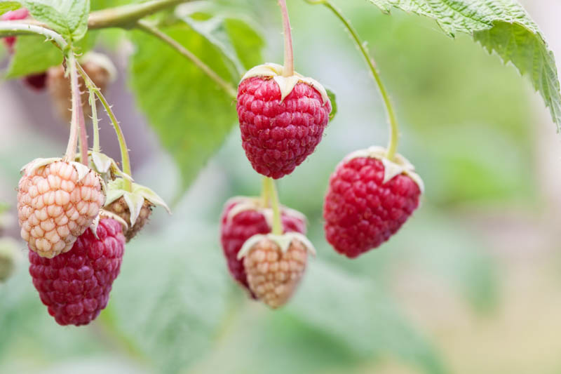Raspberry, Raspberries, Raspberry Bush, Raspberry tea, Rubus idaeus