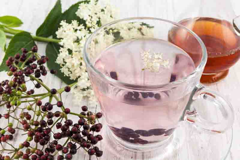 Elderberry infusion in water. Sambucus nigra