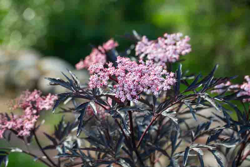 Elderflower, Elderberry, Elder, Black Elderberry, Sambucus nigra Black Lace