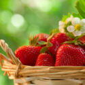 Strawberry, Strawberries, Strawberry plant, Fragaria x anassa