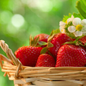 Strawberry, Strawberries, Strawberry plant, Fragaria x anassa