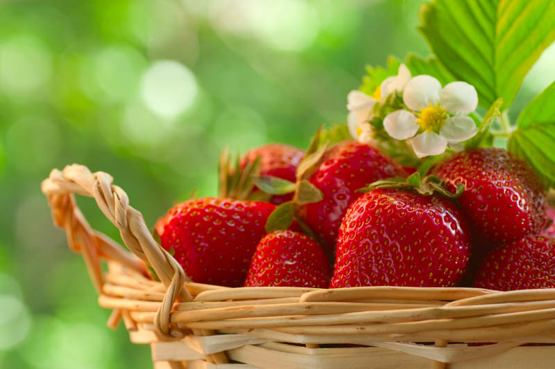 Strawberry, Strawberries, Strawberry plant, Fragaria x anassa