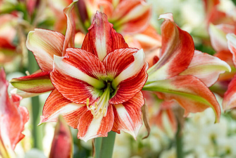 Amaryllis, Drought tolerant bulbs, Drought tolerant plants