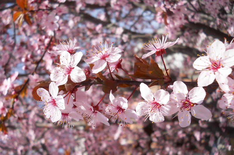 Cherry Plum Flowers, Cherry Plum Blossoms, Purple leaf, Purple Leaf Flowering Plum, Purple Leaf Plum, Prunus cerasifera Nigra