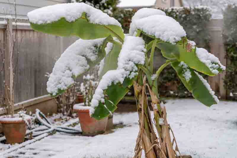 Banana Tree Killed by Frost, Freeze