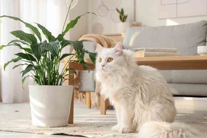 Cat near a peace lily plant in the living room