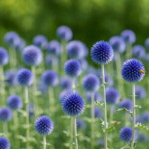 Globe thistle Veitch's Blue, Globe Thistle 'Veitch's Blue', Echinops bannaticus 'Veitch's Blue', Echinops 'Veitch's Blue', Echinops 'Veitch's Dwarf Blue', Blue perennials, drought tolerant plants, low maintenance plants, Veitch's blue echinops
