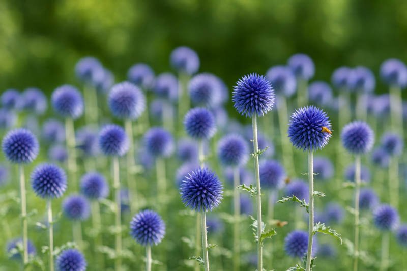 Globe thistle Veitch's Blue, Globe Thistle 'Veitch's Blue', Echinops bannaticus 'Veitch's Blue', Echinops 'Veitch's Blue', Echinops 'Veitch's Dwarf Blue', Blue perennials, drought tolerant plants, low maintenance plants, Veitch's blue echinops