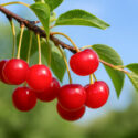 Tart cherry, Tart cherries, Sour cherry, Sour cherries, Prunus cerasus