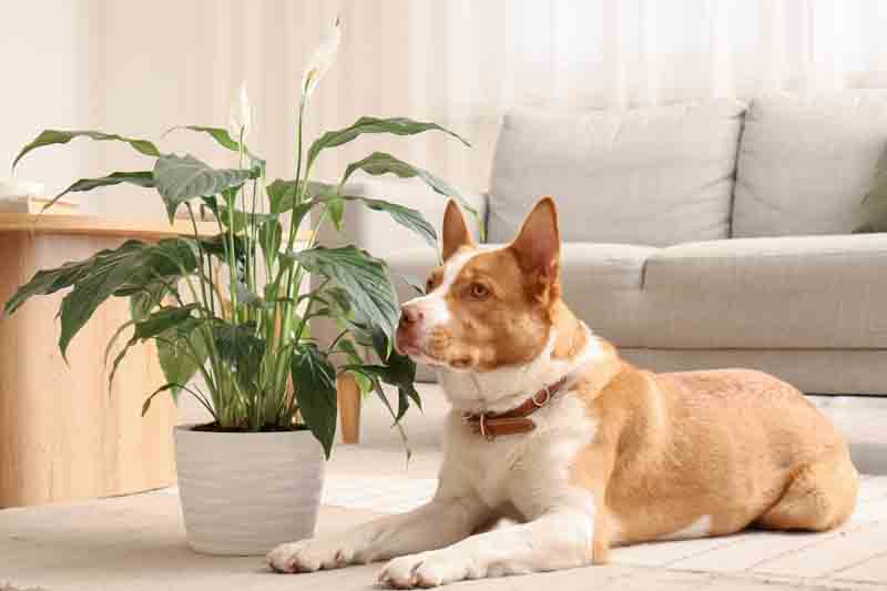 Dog near a peace lily plant in the living room