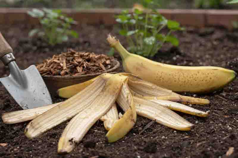 Banana Peel Tea, Banana Tea, Banana Peel Fertilizer