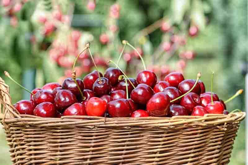 Fresh cherries in a basket