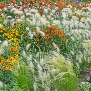 Drought, Drought tolerant grasses, Drought tolerant plants, Drought tolerant garden