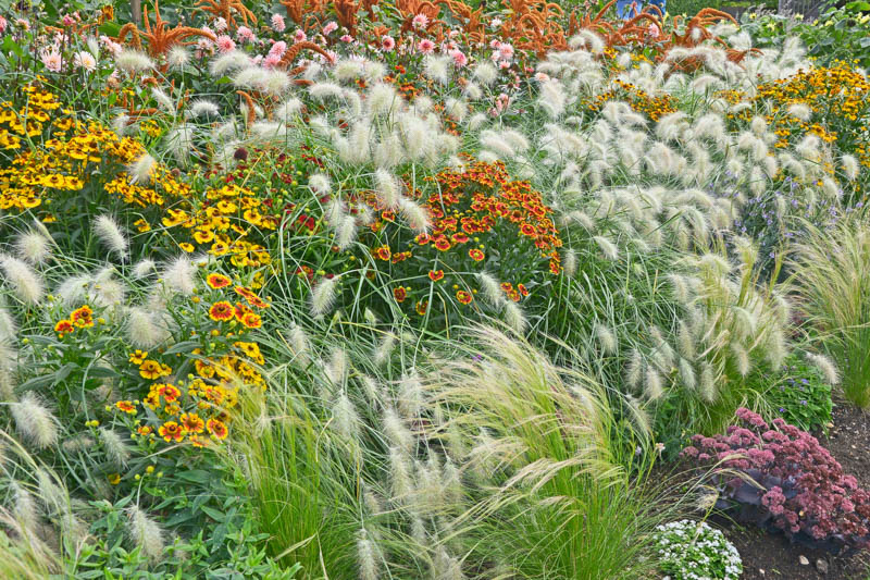 Drought, Drought tolerant grasses, Drought tolerant plants, Drought tolerant garden