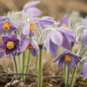 Native Plants, Pasque Flower, Pasqueflower, Pulsatilla, Native Shrubs, Native Perennials, Native Trees, Native Vines