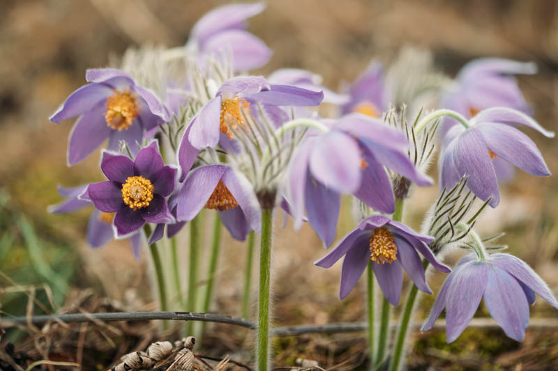 Native Plants, Pasque Flower, Pasqueflower, Pulsatilla, Native Shrubs, Native Perennials, Native Trees, Native Vines