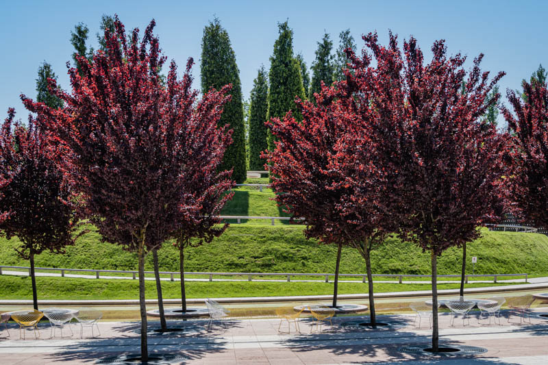Cherry Plum Tree, Mirabelle, Myrobalan Plum, Purple Leaf Flowering Plum, Purple Leaf Plum, Prunus cerasifera Pissardi Nigra