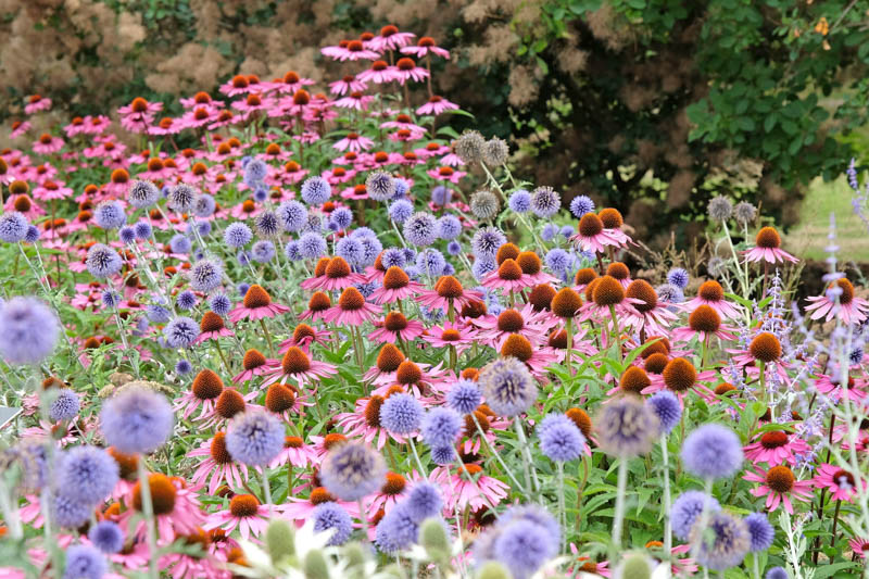 Drought, Drought tolerant plants, Drought tolerant flowers, Drought tolerant perennias, Echinacea, Globe Thistle