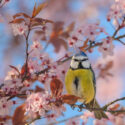 Cherry Plum, Mirabelle, Myrobalan Plum, Purple Leaf Flowering Plum, Purple Leaf Plum, Prunus cerasifera