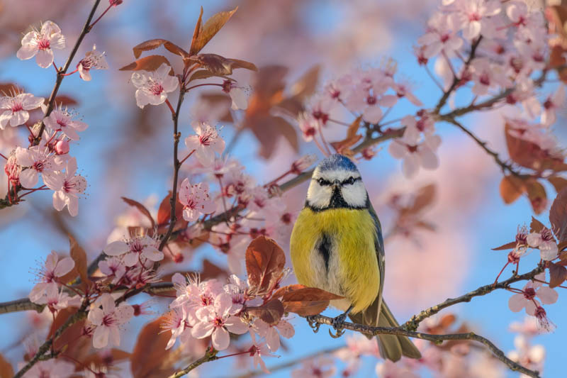 Cherry Plum, Mirabelle, Myrobalan Plum, Purple Leaf Flowering Plum, Purple Leaf Plum, Prunus cerasifera