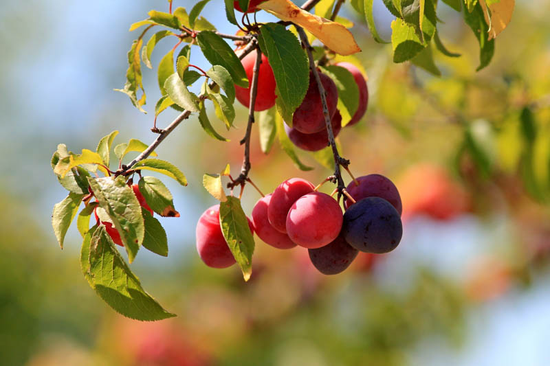 Cherry Plum, Cherry Plums, Mirabelle, Myrobalan Plum, Purple Leaf Flowering Plum, Purple Leaf Plum, Prunus cerasifera