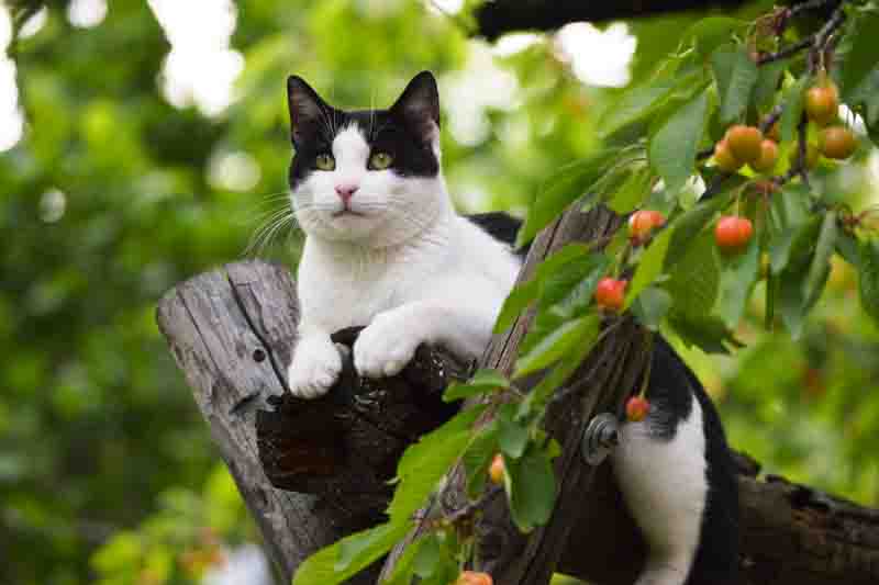 black and white cat on a tree and cherries