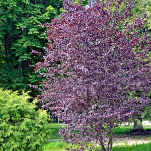 Cherry Plum Tree, Mirabelle, Myrobalan Plum, Purple Leaf Flowering Plum, Purple Leaf Plum, Prunus cerasifera Pissardi