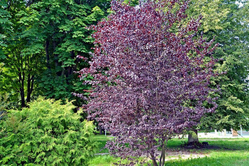 Cherry Plum Tree, Mirabelle, Myrobalan Plum, Purple Leaf Flowering Plum, Purple Leaf Plum, Prunus cerasifera Pissardi