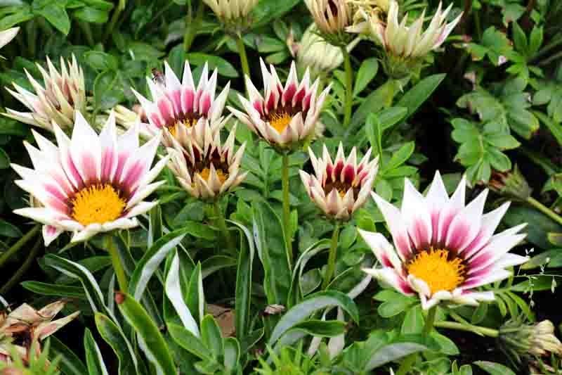 Gazania is blooming in the flower garden in the garden
