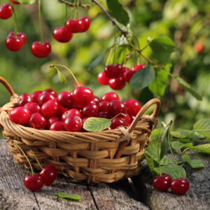 Cherry, Cherries, Prunus avium