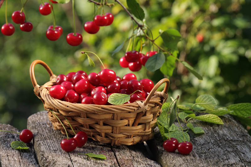 Cherry, Cherries, Prunus avium