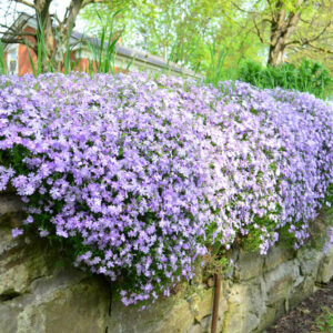Drought tolerant groundcover, Drought tolerant plants, Creeping Phlox, Phlox subulata