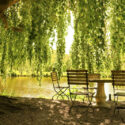 Shade garden, shade plants, Shade tree