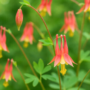 Aquilegia canadensis, Canadian Columbine, Canada Columbine, Eastern Red Columbine, Red Columbine, Wild Columbine, Rock-lily