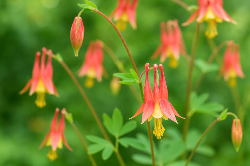 Aquilegia canadensis, Canadian Columbine, Canada Columbine, Eastern Red Columbine, Red Columbine, Wild Columbine, Rock-lily