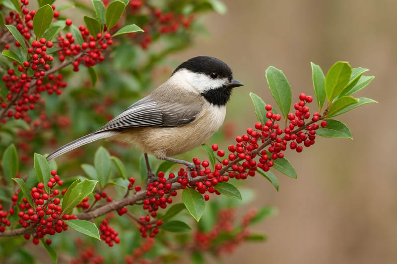 Best Texas shrubs, bird perchin on american holly, ilex opaca