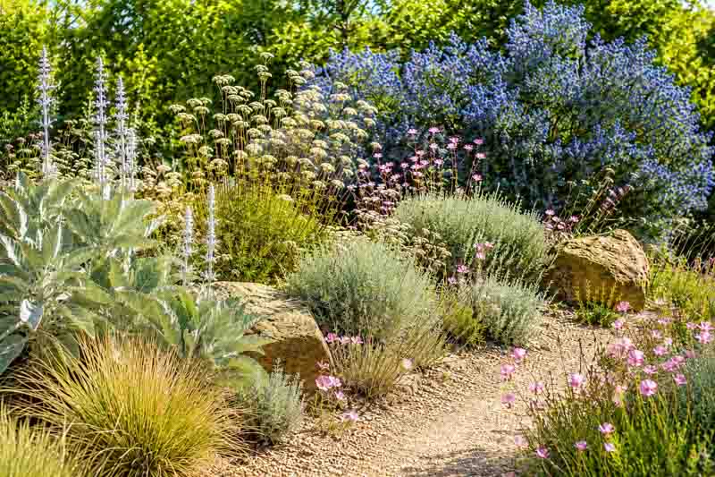 Native Garden, California Dry Garden, Salvia apiana, White sage,,Eriogonum fasciculatum, California buckwheat, Artemisia californica, California sagebrush, Festuca californica, California fescue,Ceanothus‘Concha’, oenothera speciosa, evening primrose