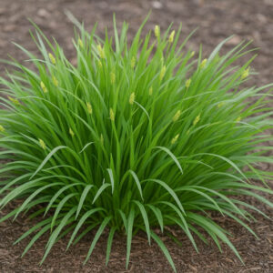 Eastern Woodland Sedge, Common Woodland Sedge, Woodland Sedge, Bland Sedge