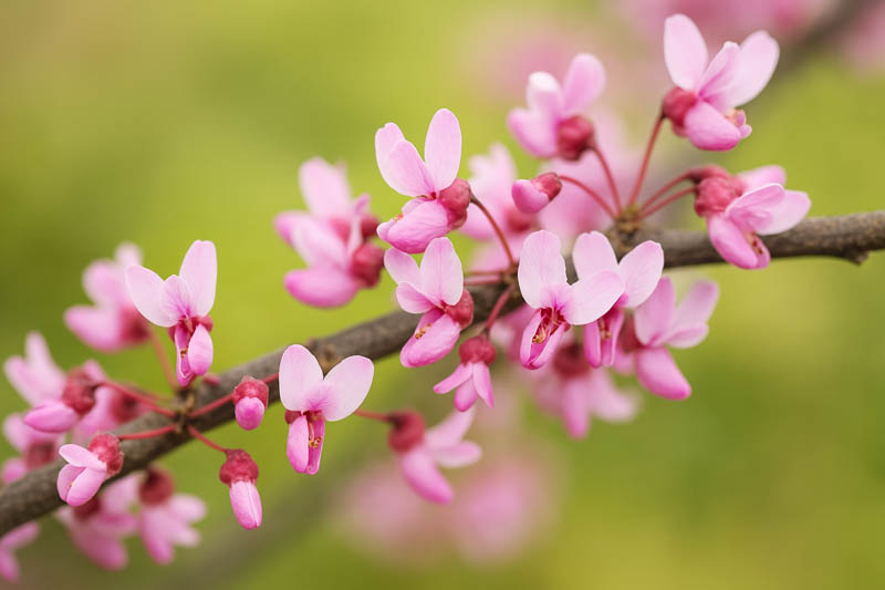 Texas Redbud, Oklahoma Redbud, Texas Redbud Tree, Cercis reniformis, Cercis nitida, Cercis texensis