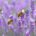 Pollinator Gardens, Bees on Lavender, English Lavender,