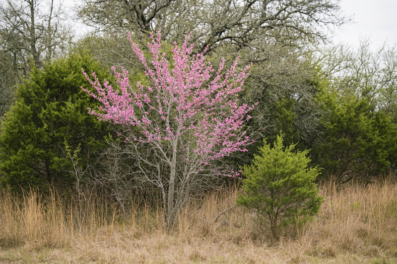 Texas Redbud, Oklahoma Redbud, Texas Redbud Tree, Cercis reniformis, Cercis nitida, Cercis texensis