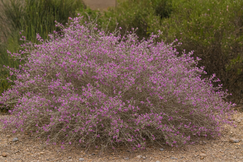 Featherplume, Feather Plume, Feather Dalea, Feathery Dalea, Indigo Bush, Pea Bush, Indigobush