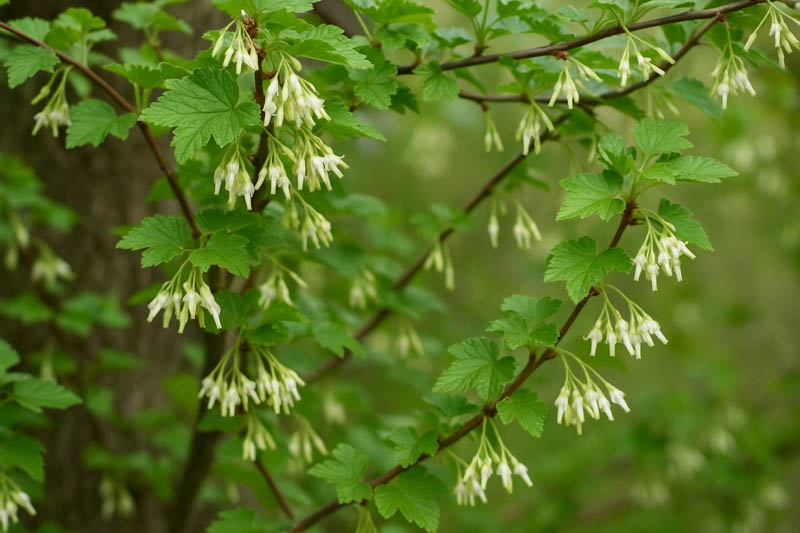 Ribes niveum: Snowy Gooseberry, White-flowered Gooseberry, Snow Currant, Snow Gooseberry, Snake River Gooseberry, Slender Branched Gooseberry